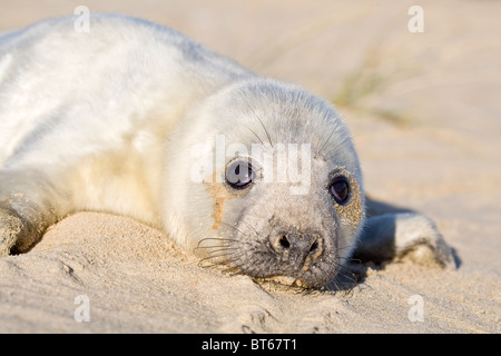 Grey Seal Pup am Strand Halichoerus grypus Stockfoto