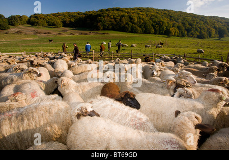 Hirten und kommunale Schafherde an traditionellen Schafstall nahe Saschiz, im Herbst; Siebenbürgen, Rumänien Stockfoto