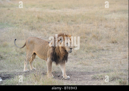 East African Lion - Massai-Löwe (Panthera Leo Nubica) männlich Stand in der Nähe einen kleinen Pool - Massai Mara - Kenia - Ostafrika Stockfoto