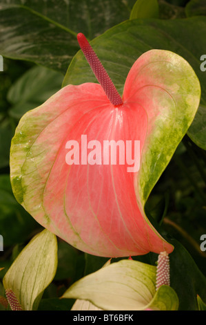 Tropische Blumen Stockfoto
