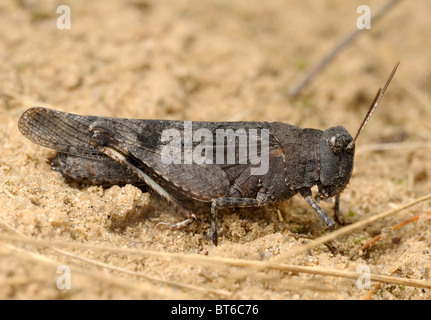Heuschrecke Oedipoda caerulescens Stockfoto
