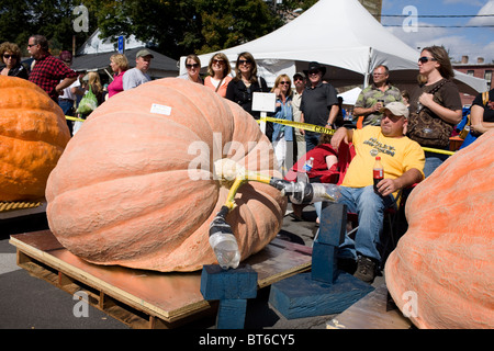 Riesige Kürbisse am Kürbisfest, Cooperstown, New York Stockfoto