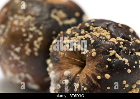 faule Äpfel Stockfoto