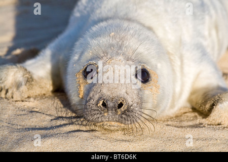 Grey Seal Pup am Strand Halichoerus grypus Stockfoto