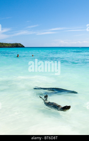 Galapagos-Inseln, Ecuador. Seelöwe (Zalophus Wollebaeki), Gardner Bay, Isla Española (Haube oder Espanola Insel). Stockfoto