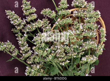 Katzenminze (Nepeta Cataria) Stockfoto