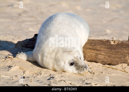 Grey Seal Pup klettern über hölzerne Buhne am Strand Halichoerus grypus Stockfoto