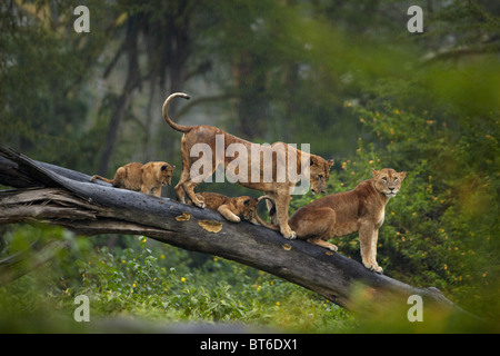 Löwen sitzen auf einem gefallenen Baumstamm in Lake Nakuru, Kenia Stockfoto