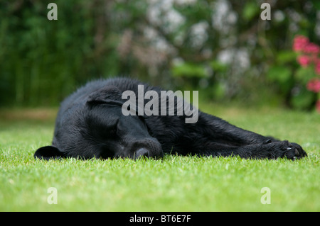 Eine junge schwarze Labrador, schlafen auf dem Rasen Stockfoto