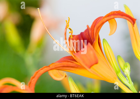 Makro-Ansicht eine Lilly Blüte und Knospen Stockfoto