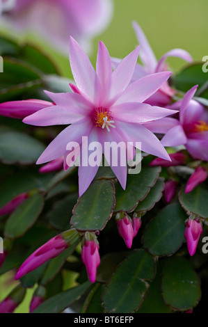 Blühende Sukkulente Echeveria in einem Wintergarten Stockfoto