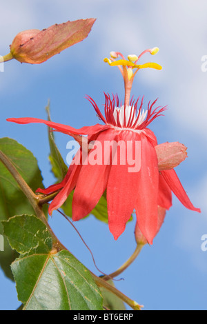 Passiflora Coccinea oder die rote Passionsblume Stockfoto