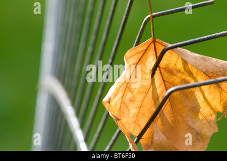 garden leaf on rake with green background Stockfoto