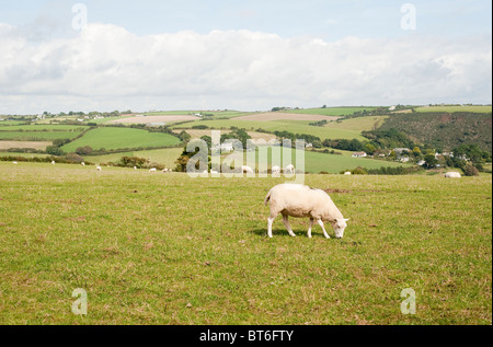 Schafe auf ein Gebiet in der Nähe von einen Küstenweg von Looe, Polperro, Cornwall, ENgland, UK Stockfoto