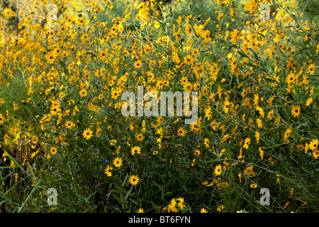 Südlichen Daisys Stockfoto