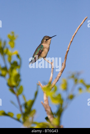 Biene HUMMINGBIRD weiblich (Mellisuga helenae) Kuba. Stockfoto