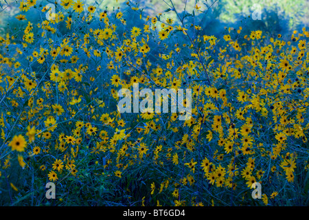 Südlichen Daisys Stockfoto