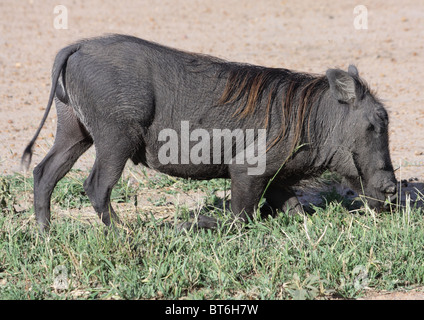 Gemeinsamen Warzenschwein Weiden. Stockfoto