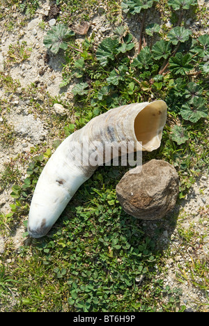 Ein Horn auf dem Boden neben dem runden Stein. Stockfoto