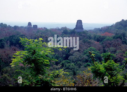 Maya-Tempeln erhebt sich über Dschungel Vordach an Tikal National Park - El Petén, Guatemala Stockfoto