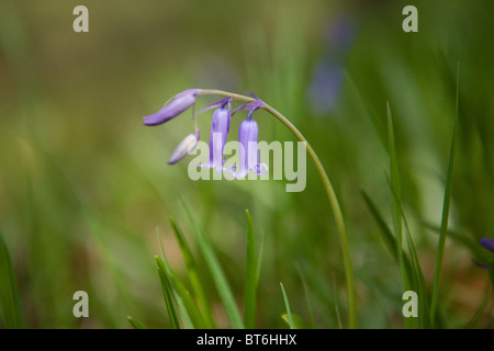 Eine Glockenblume im Frühjahr, Nahaufnahme Stockfoto