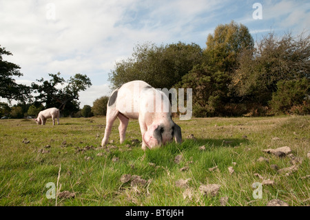 Schweine auf Nahrungssuche für Eicheln im New Forest unter dem alten Gesetz von Weideland oder mast Stockfoto