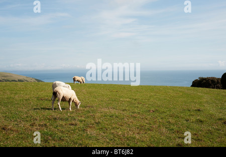 Schafe auf ein Gebiet in der Nähe von Talland Bay, Cornwall, England, UK Stockfoto