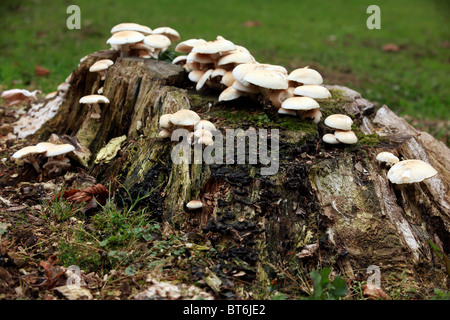 Pilze wachsen wild auf einen Baumstumpf. Stockfoto