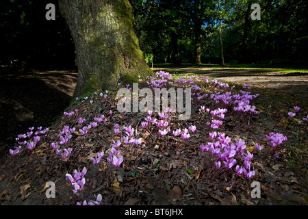 Im Herbst, Efeu-leaved Alpenveilchen in einem Gestrüpp (Allier - Frankreich). Alpenveilchen de Naples Dans un-Sous-Bois En Automne (Frankreich). Stockfoto