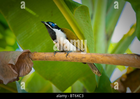 Blau-faced Honigfresser (Entomyzon Cyanotis) in Bananenbaum Stockfoto