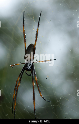 Golden Orb Weaver Spider Web, Queensland, Australien Stockfoto