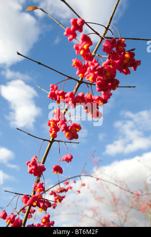 Gemeine Spindel ( Euonymus europaeus) Beeren, Hampshire, England. Stockfoto