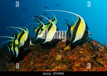 Schwarm von maurischen Idole (Zanclus Cornutus), schwimmen entlang einem Riff, Cocos Island, Mittelamerika, fertiggestellter Stockfoto