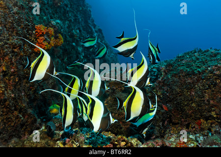 Schwarm von maurischen Idole (Zanclus Cornutus), schwimmen entlang einem Riff, Cocos Island, Mittelamerika, fertiggestellter Stockfoto