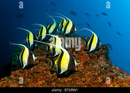 Schwarm von maurischen Idole (Zanclus Cornutus), schwimmen entlang einem Riff, Cocos Island, Mittelamerika, fertiggestellter Stockfoto