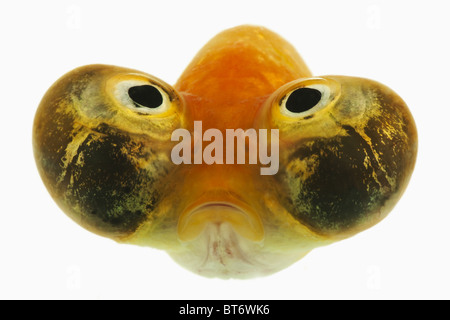Eye Goldfish Bubble Schuss Studio vor weißem Hintergrund. Stockfoto