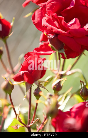 Rote Rosen in voller Blüte Stockfoto