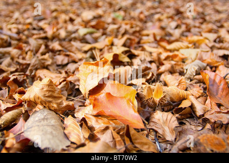Im Herbst Laub auf dem Boden Stockfoto