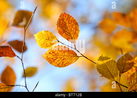 Nahaufnahme der Blätter im Herbst gegen blauen Himmel Stockfoto