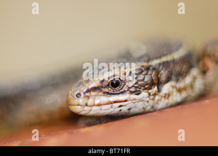 Gemeinen Eidechse Aalen auf rostigen Blechtrommel zeigt nur den Kopf. Dorset, UK März 2008 Stockfoto