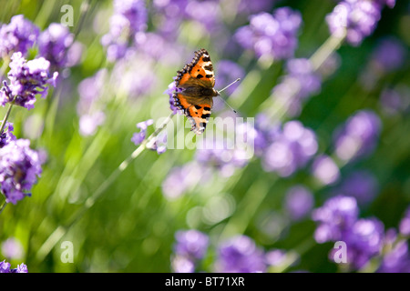 Ein Schildpatt-Schmetterling auf Lavendel Stockfoto