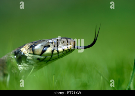 Der Kopf eines Erwachsenen Ringelnatter Zunge flicking Gras. Dorset, UK Mai 2007 Stockfoto