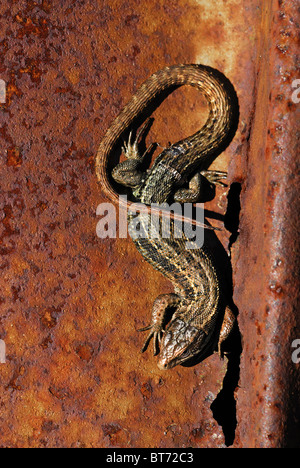 Gemeinen Eidechse sonnen sich auf einem rostigen Blechtrommel auf eine Dorset Heide Dorset, UK, April 2008 Stockfoto