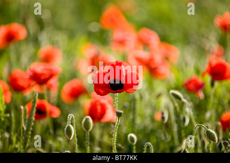 Rote Mohnblumen in ein Feld, eine Mohnblume im Vordergrund Stockfoto