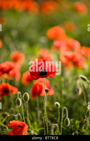 Rote Mohnblumen in ein Feld, eine Mohnblume im Vordergrund Stockfoto