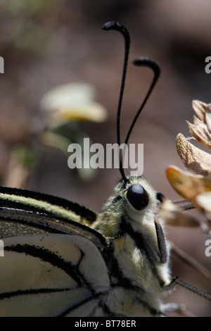 Extreme Nahaufnahme von Papilio machaon Stockfoto