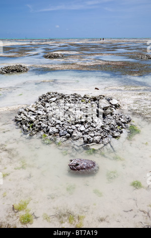 Jambiani, Sansibar, Tansania. Stapel von Steinen Mark begraben Kokosnussschalen, eine Quelle von Kokos, für Seil. Stockfoto