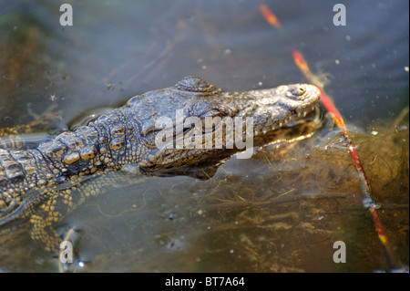 Junges Nilkrokodil (Crocodylus niloticus) in der Nguma Lagune am Okawango Fluss, Botswana, Afrika Stockfoto