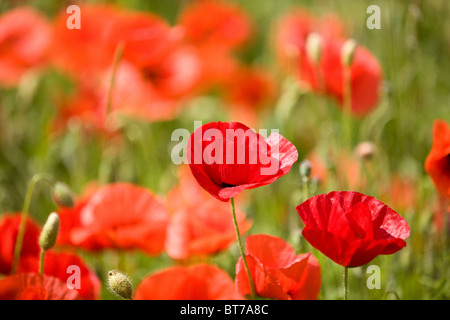 Rote Mohnblumen in einem Feld zwei Mohnblumen im Vordergrund Stockfoto