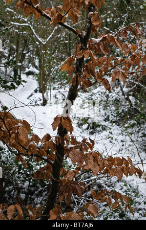 Eine junge Buche (Fagus Sylvatica). Aufnahmen im Schnee in den Parks und Wäldern. Stockfoto